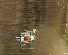 Northern Shoveler