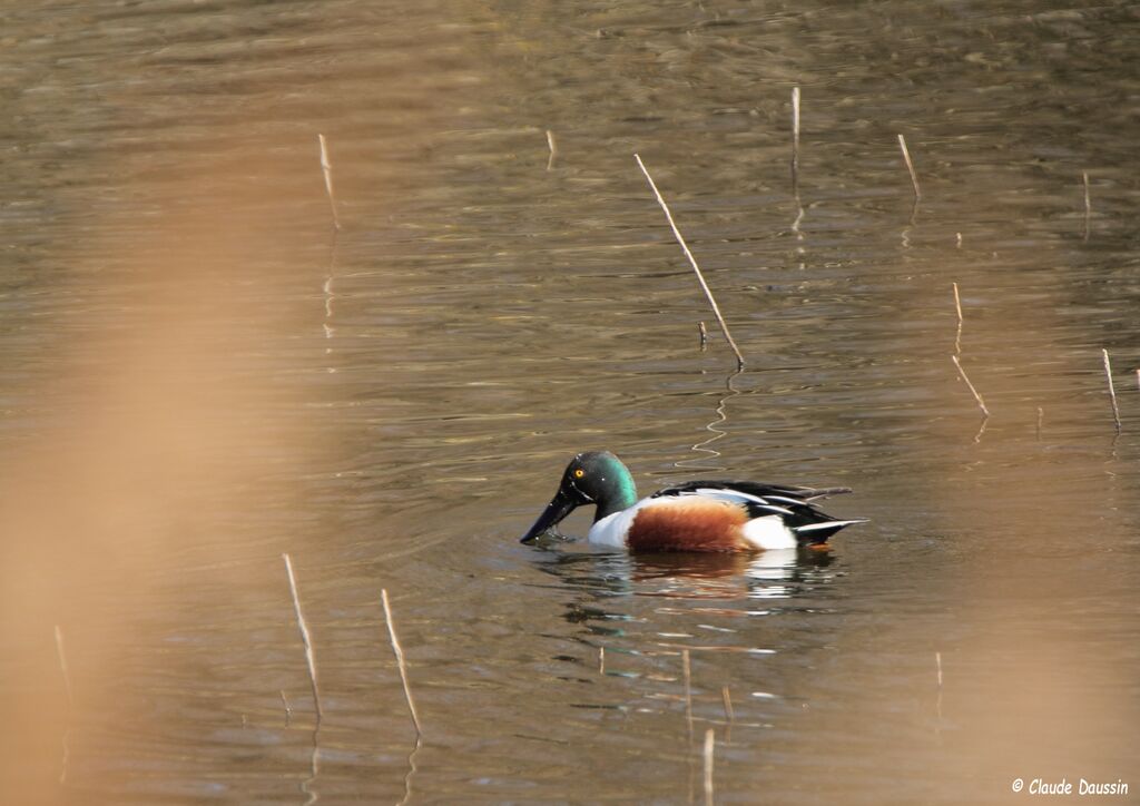 Canard souchet