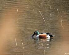 Northern Shoveler