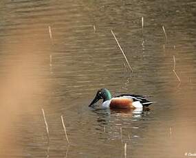 Canard souchet