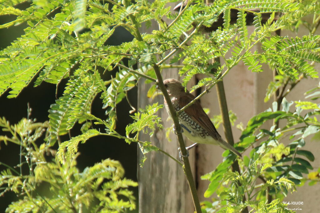 Scaly-breasted Munia