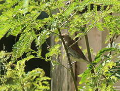 Scaly-breasted Munia