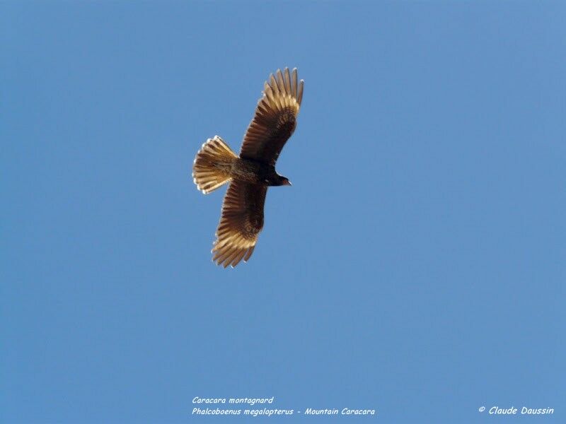 Mountain Caracara