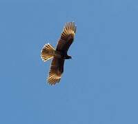 Mountain Caracara