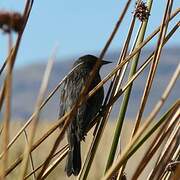 Yellow-winged Blackbird