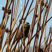 Yellow-winged Blackbird