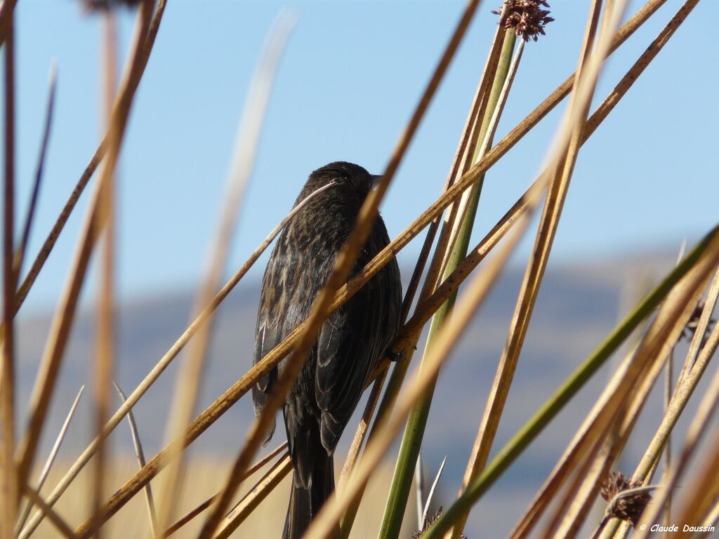 Yellow-winged Blackbird