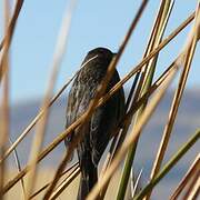 Yellow-winged Blackbird