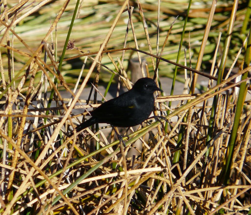 Yellow-winged Blackbird