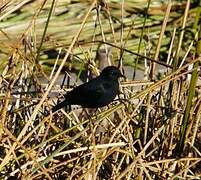 Yellow-winged Blackbird