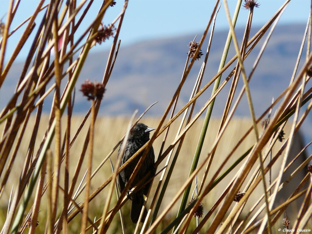 Yellow-winged Blackbird