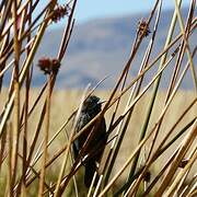 Yellow-winged Blackbird