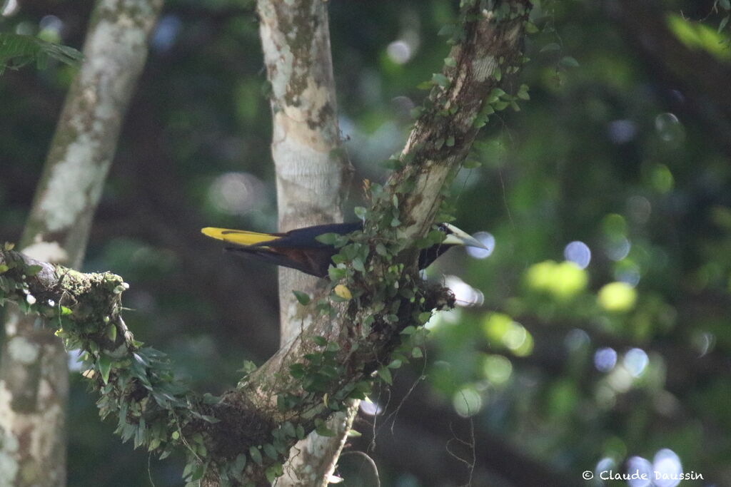 Chestnut-headed Oropendola