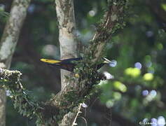 Chestnut-headed Oropendola