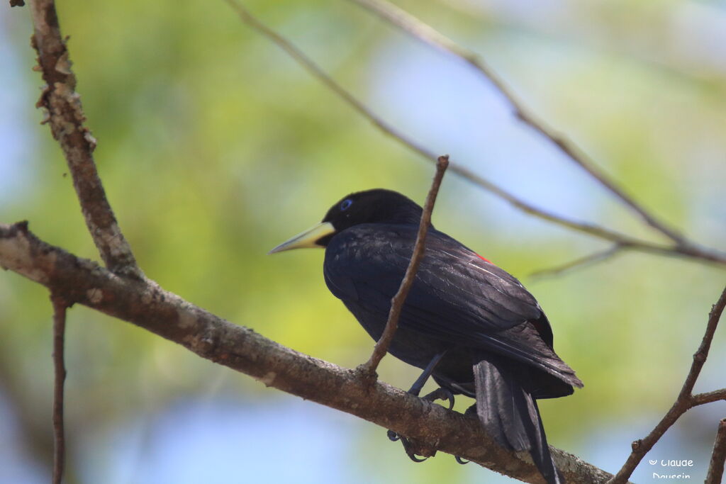 Red-rumped Caciqueadult