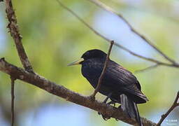 Red-rumped Cacique