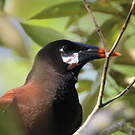 Cassique de Montezuma