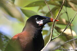 Montezuma Oropendola