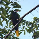 Cassique de Montezuma
