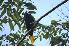 Montezuma Oropendola