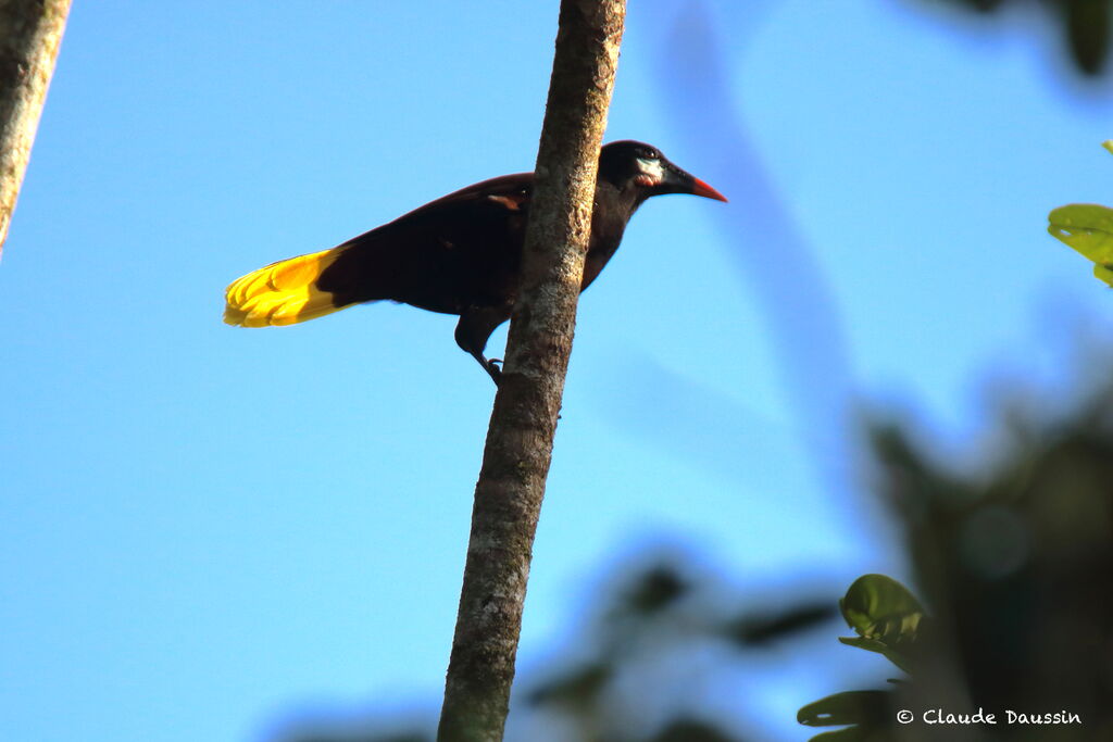 Montezuma Oropendola