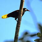 Cassique de Montezuma