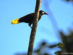 Montezuma Oropendola