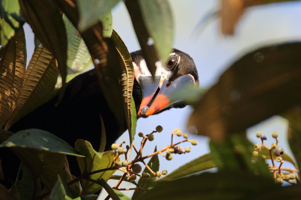 Cassique de Montezuma mâle adulte, mange