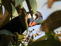 Montezuma Oropendola