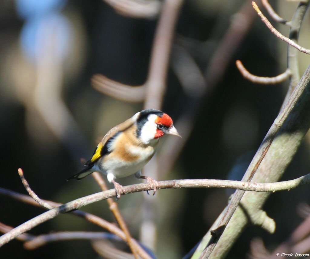 Chardonneret élégant