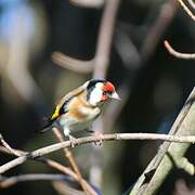 European Goldfinch