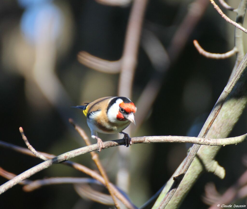 European Goldfinch