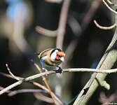 Chardonneret élégant