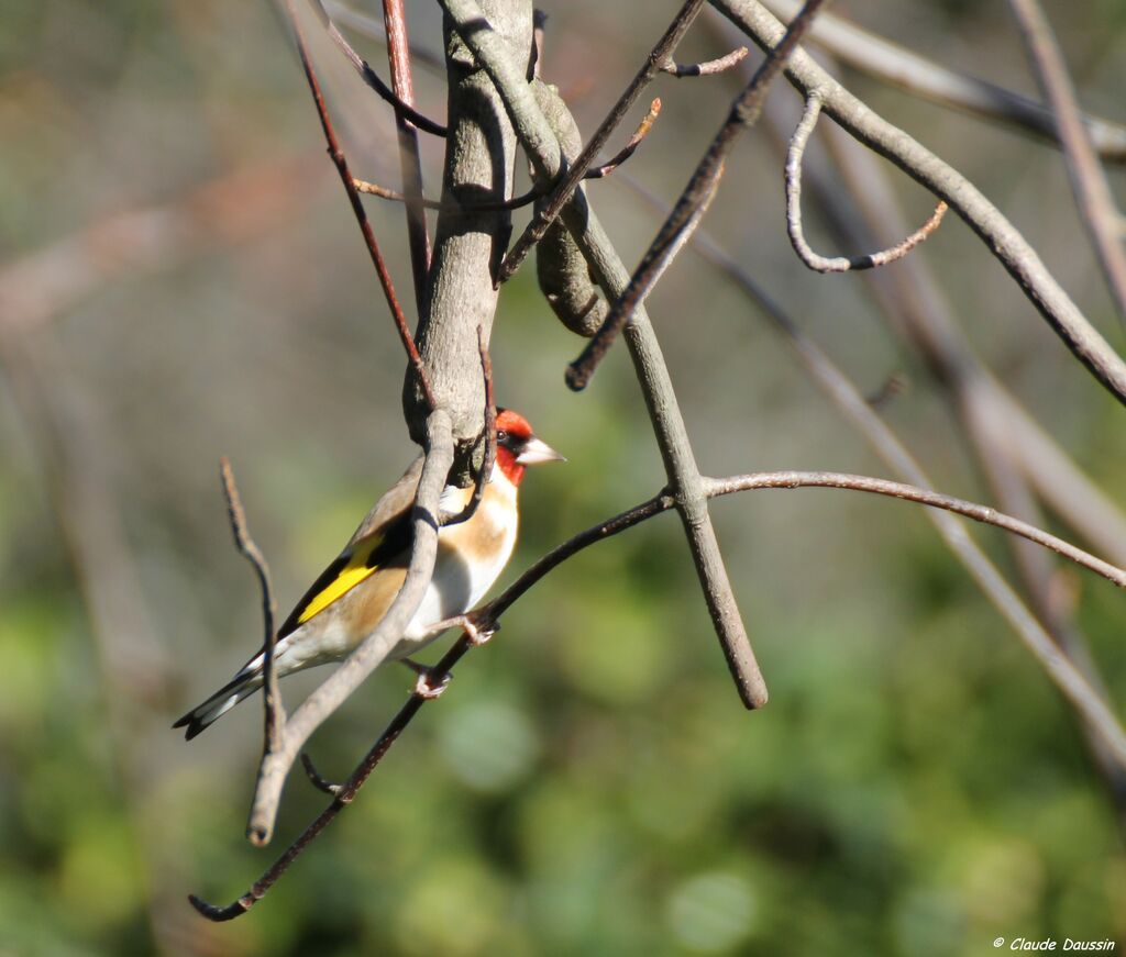 European Goldfinch