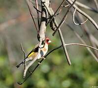 European Goldfinch