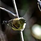 Chardonneret jaune