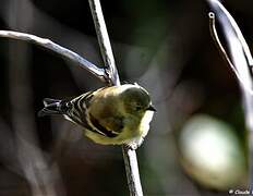 Chardonneret jaune