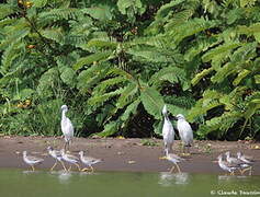 Lesser Yellowlegs