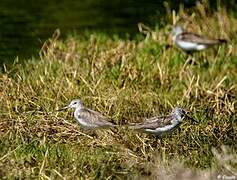 Common Greenshank