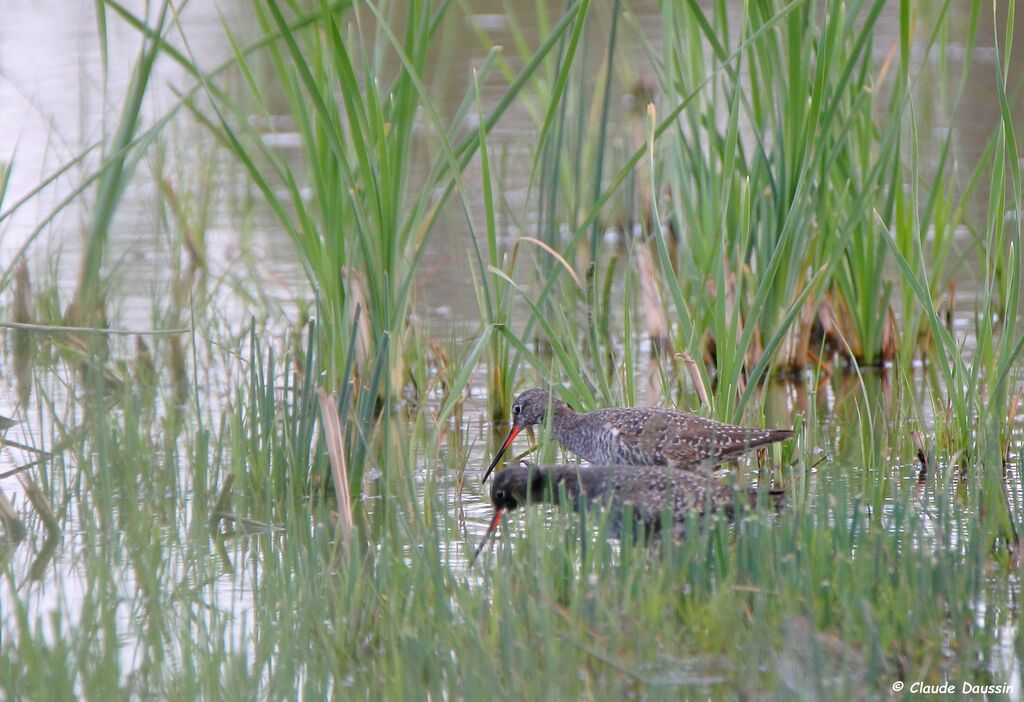 Spotted Redshank