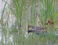 Spotted Redshank