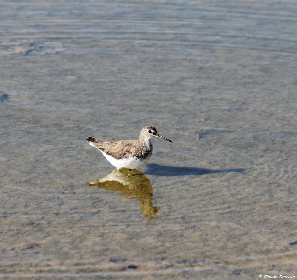 Green Sandpiper