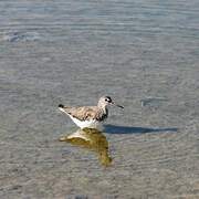 Green Sandpiper