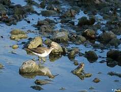 Green Sandpiper