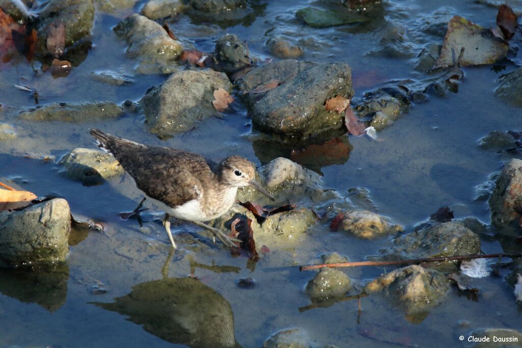 Green Sandpiper