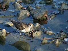 Green Sandpiper