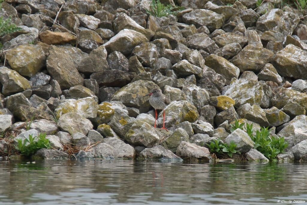 Common Redshank