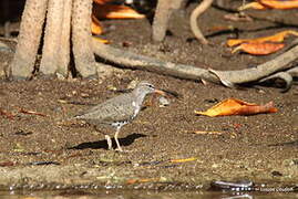 Spotted Sandpiper