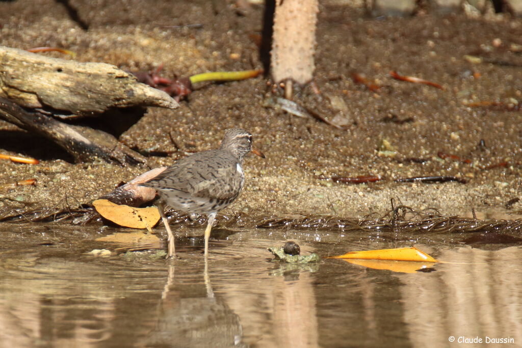 Spotted Sandpiper