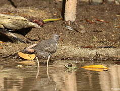 Spotted Sandpiper